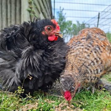 Kinderboerderij